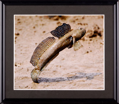 ぼくもオリンピックに でたかったな～ もっと上手にとべたのに・・・