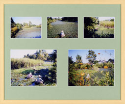 たのしい菱のみとり