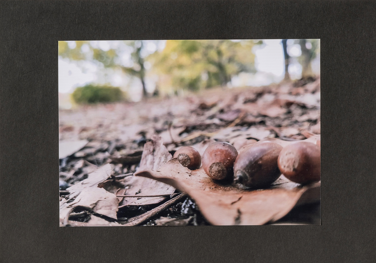 落ち葉とどんぐり